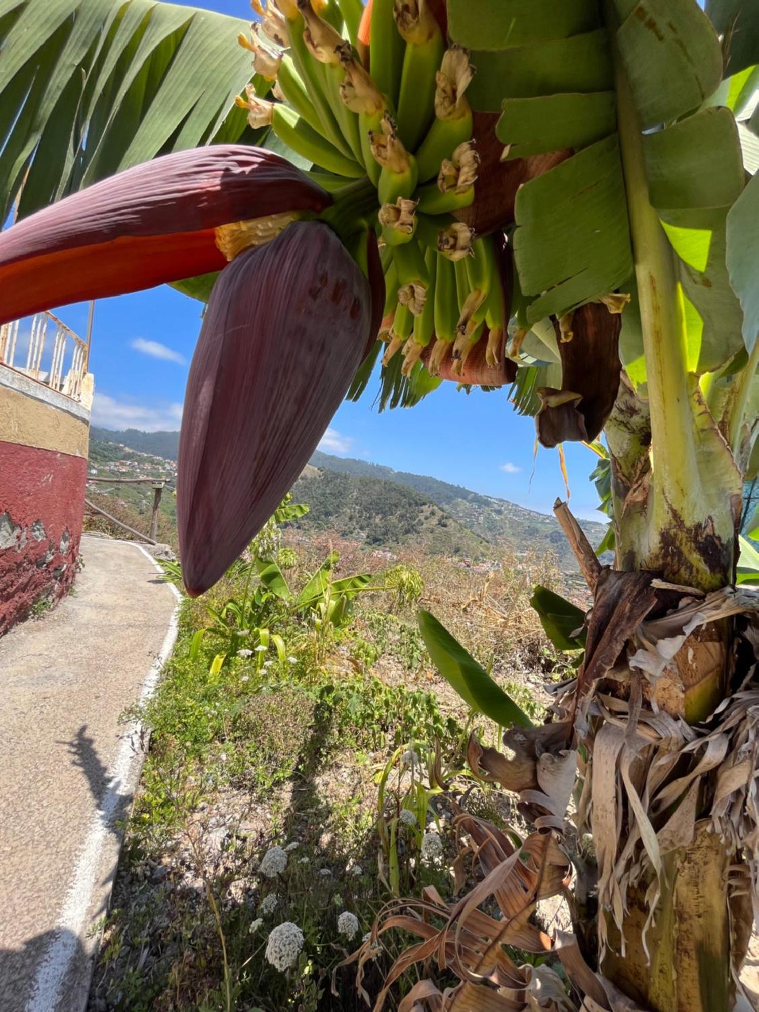 Tropical House Villa Ribeira Brava Eksteriør bilde